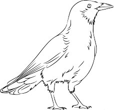 dibujo hermoso cuervo para colorear