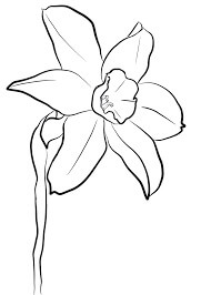 Daffodil para Colorear