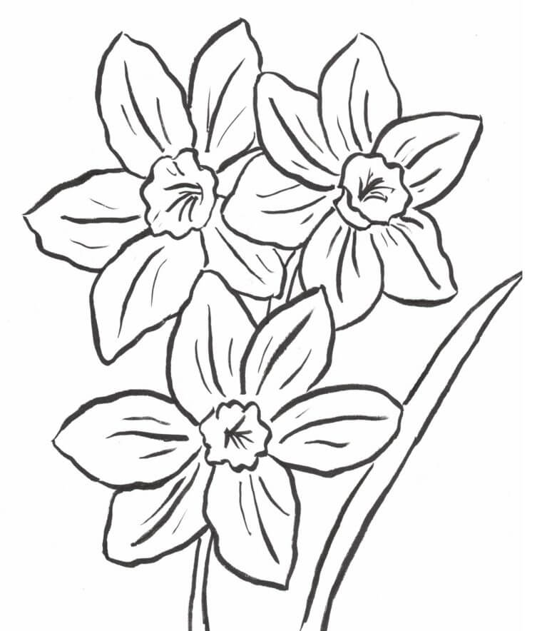 Daffodil para Colorear