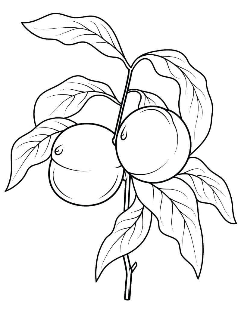 dibujo duraznos en una rama para colorear