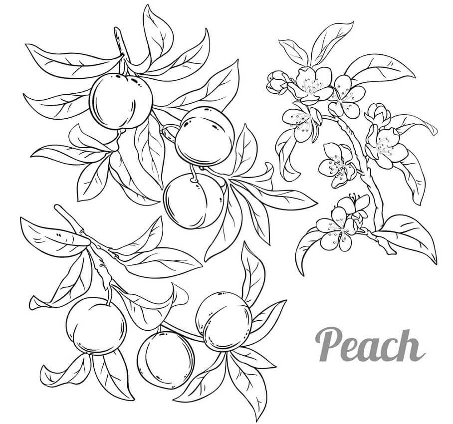 dibujo melocotones 2 para colorear