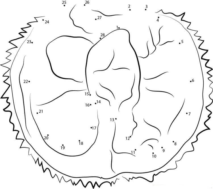 Durian para Colorear