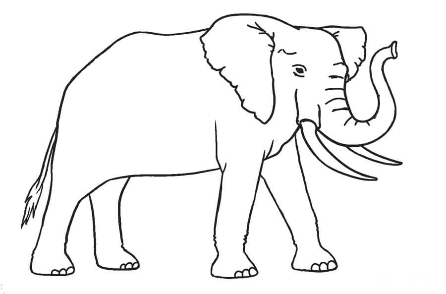 dibujo lindo elefante para colorear