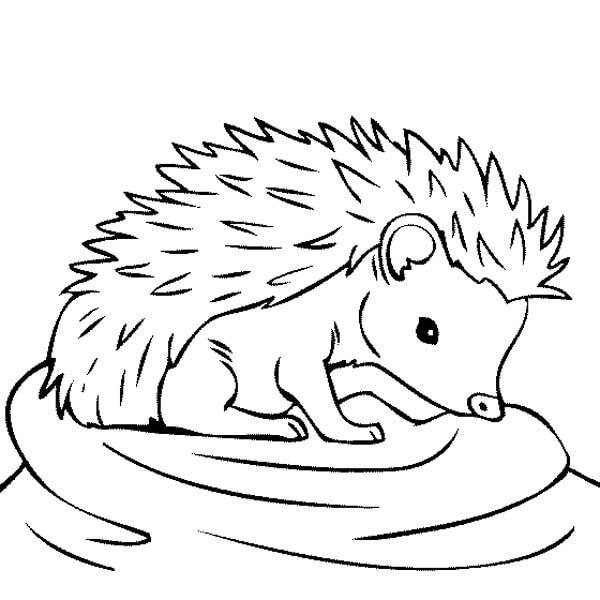 Dibujo de Adorable Erizo para Colorear y Imprimir
