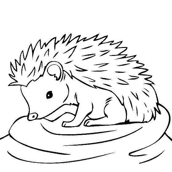 Dibujo de Erizo Bebé para Colorear y Imprimir