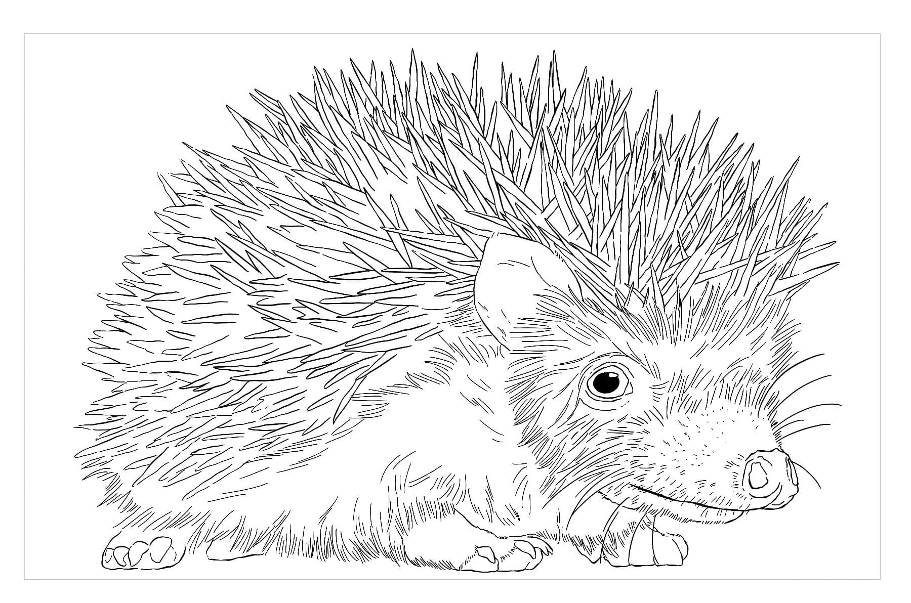 Dibujo de Erizo Pigmeo Africano para Colorear y Imprimir