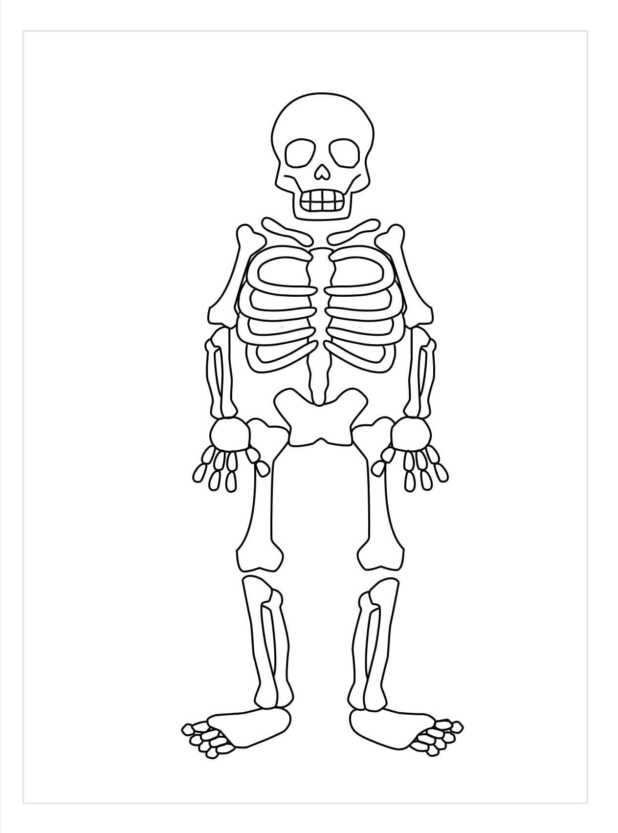 Dibujo de Esqueleto Axial para Colorear y Imprimir