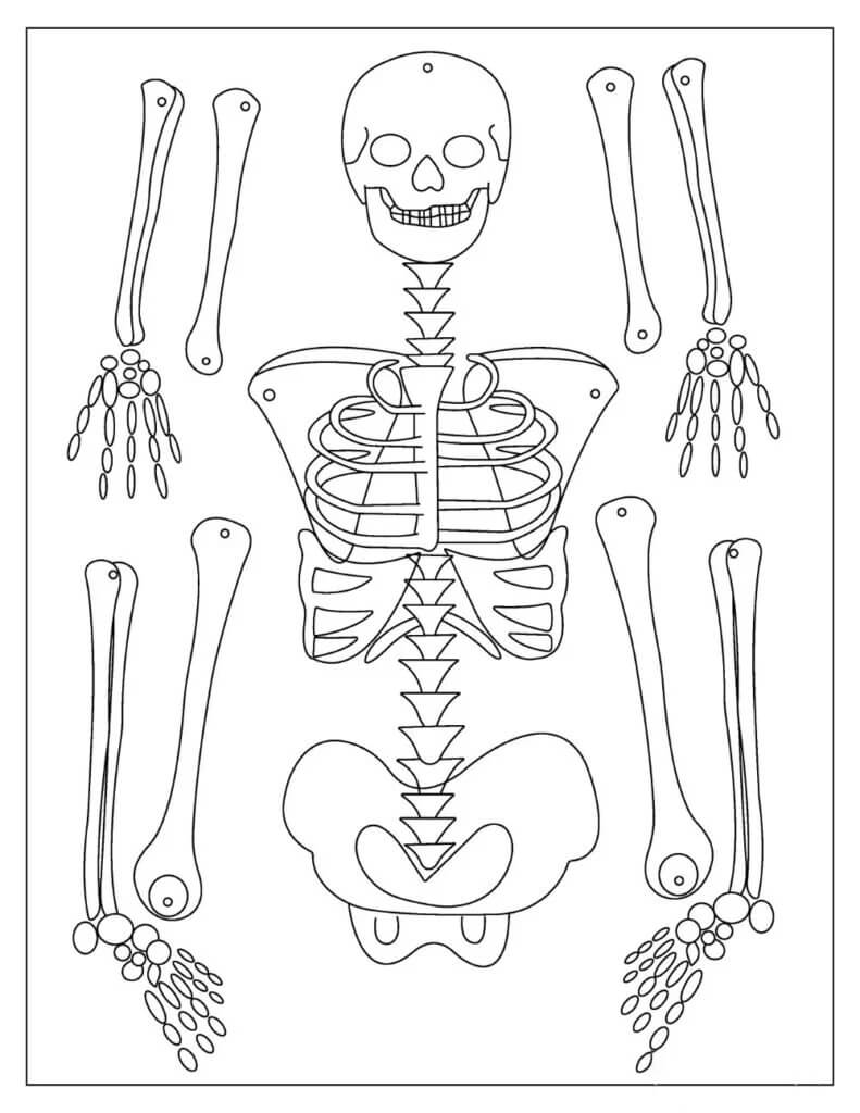Dibujo de Esqueleto Perfecto para Colorear y Imprimir