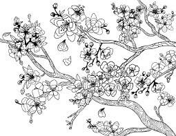 Dibujo de Flor de Cerezo Adulto para Colorear y Imprimir