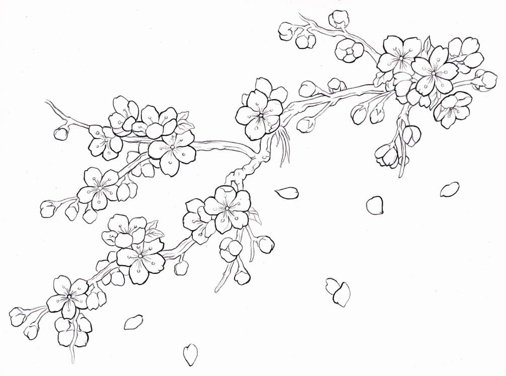 Dibujo de Flor de Cerezo Imprimible para Colorear y Imprimir