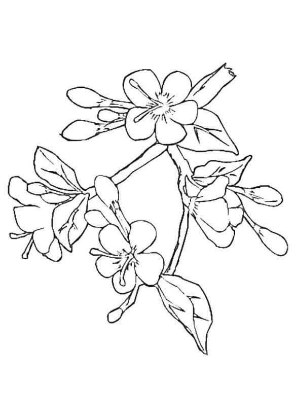 Dibujo de Flor de Cerezo Normal para Colorear y Imprimir