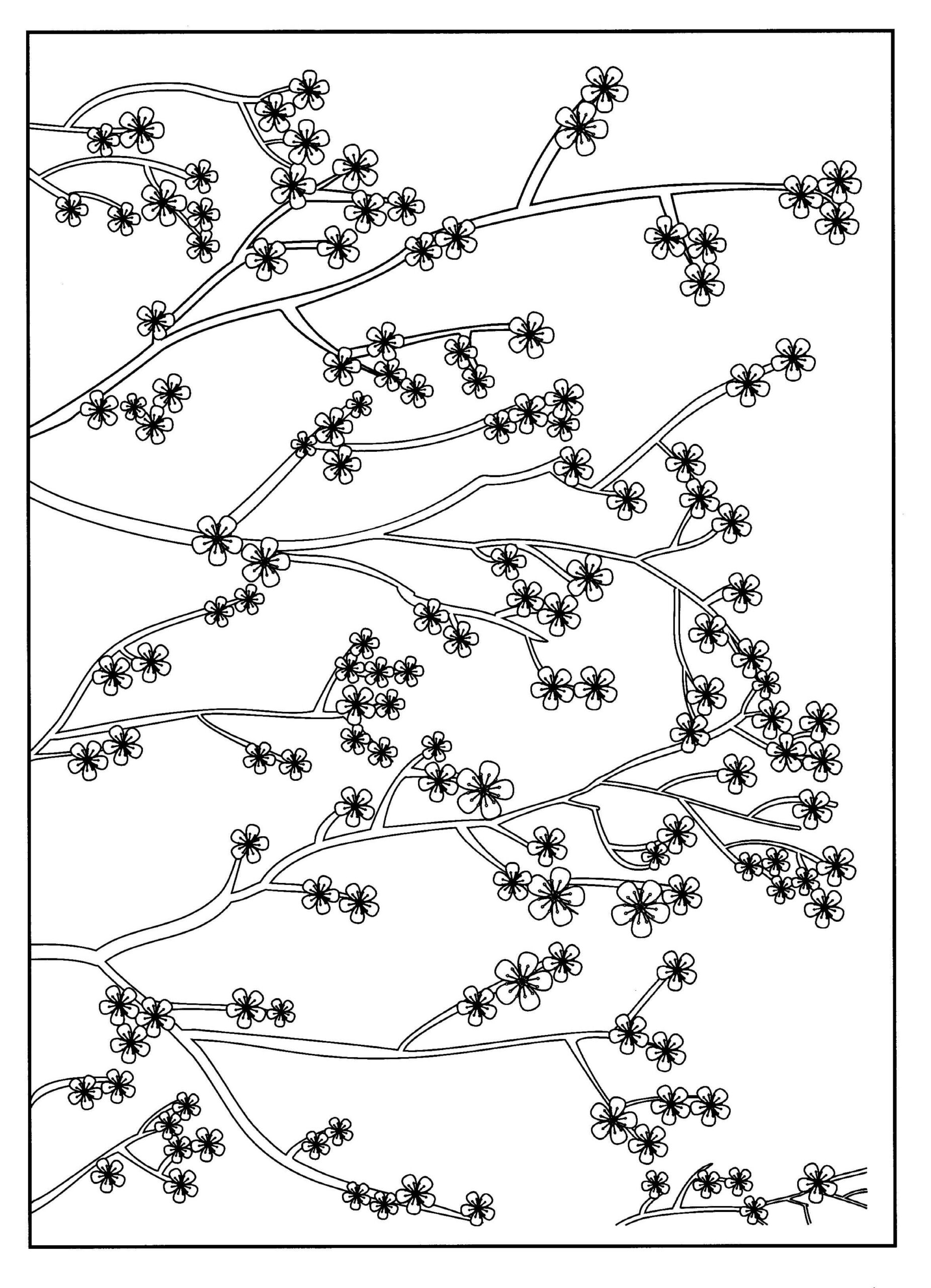 Dibujo de Flor de Cerezo para Adultos Scaled para Colorear y Imprimir