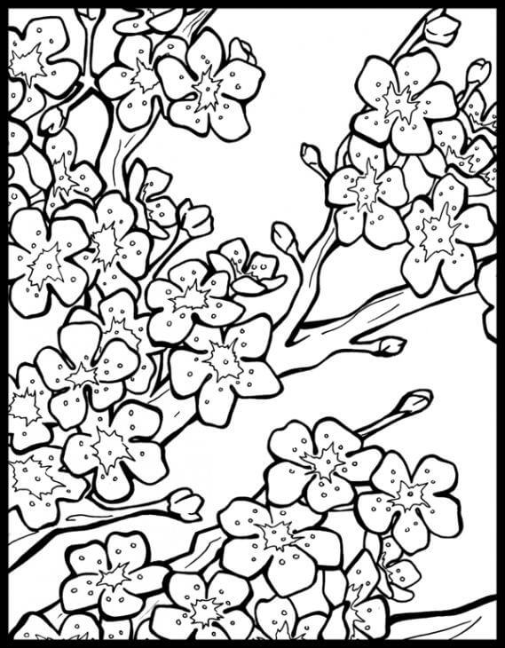 Dibujo de Flor de Cerezo Simple para Colorear y Imprimir