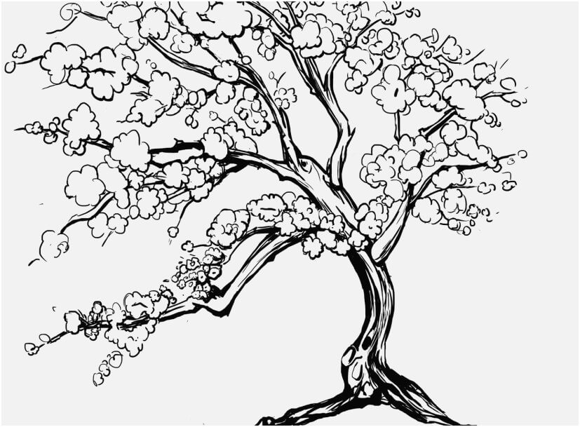 Dibujo de Gran Árbol de Flor de Cerezo para Colorear y Imprimir