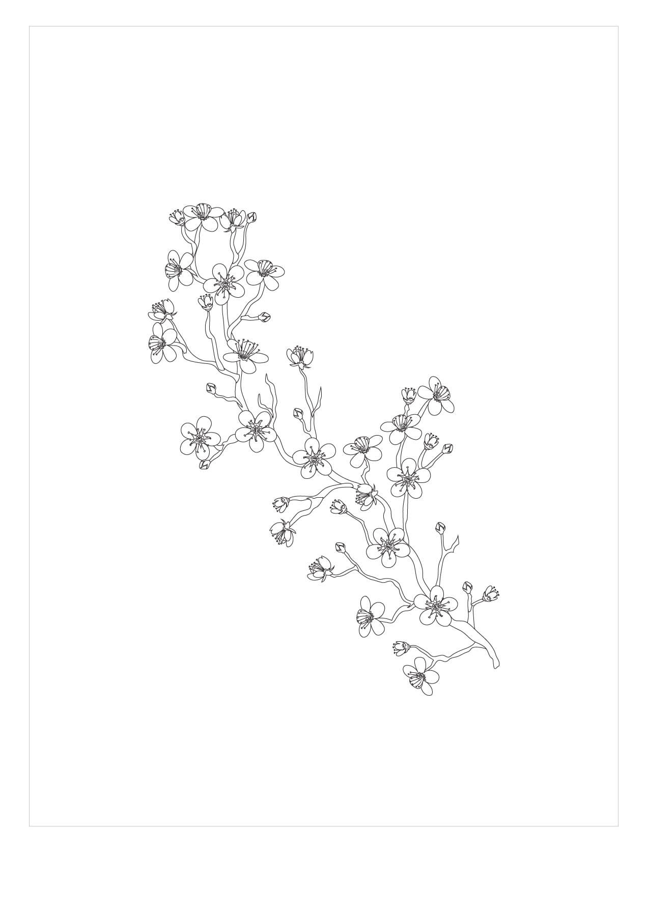 Dibujo de Rama de Flor de Cerezo para Colorear y Imprimir