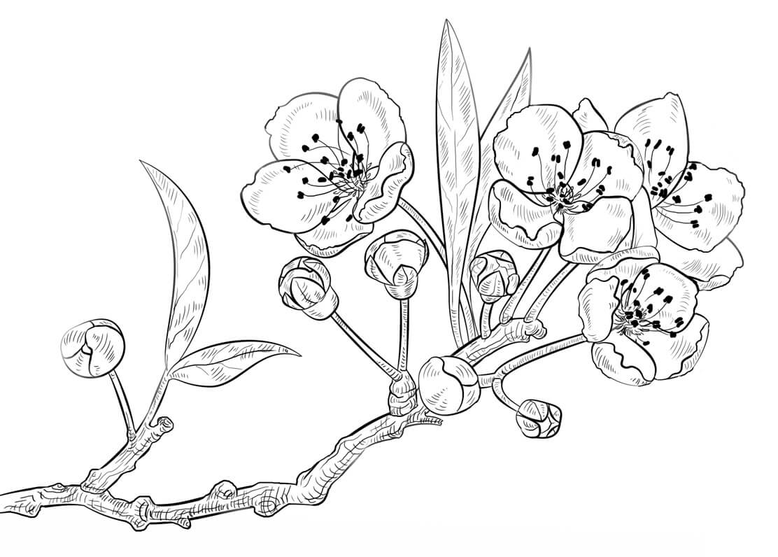 Dibujo de Una Rama de Flor de Cerezo para Colorear y Imprimir