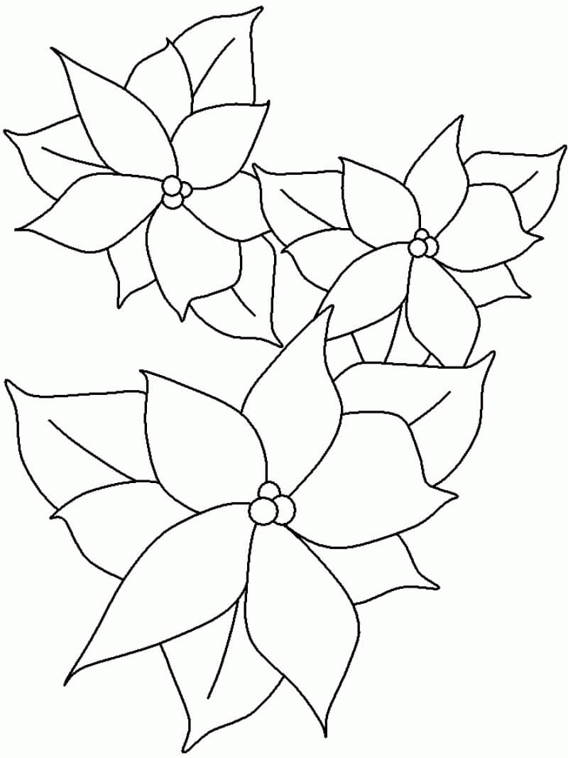Dibujo de Bonita Flor de Pascua para Colorear y Imprimir