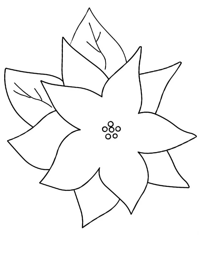 Dibujo de Flor de Nochebuena Grande para Colorear y Imprimir