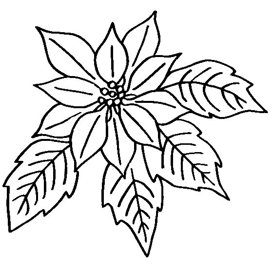 Dibujo de Flor y Hojas de Poinsettia para Colorear y Imprimir