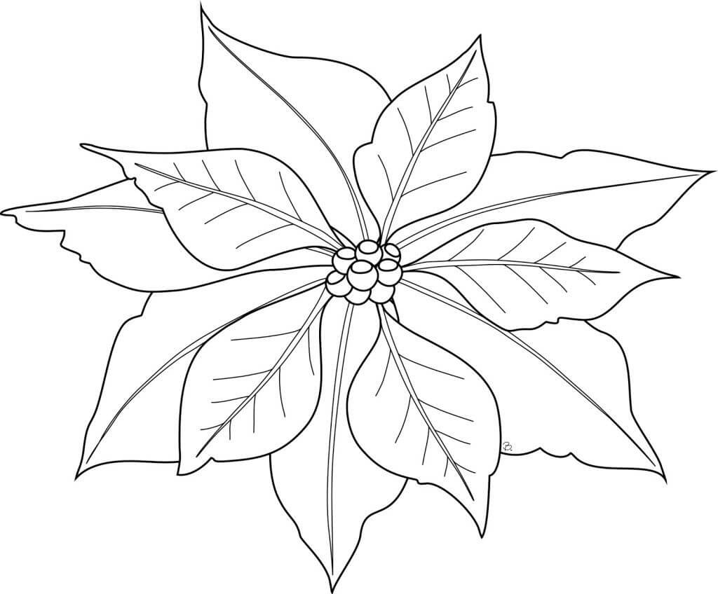 Dibujo de Hermosa Flor de Pascua para Colorear y Imprimir