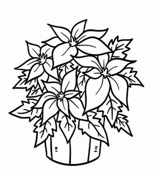 Dibujo de Plantas y Flores Flor de Pascua para Colorear y Imprimir