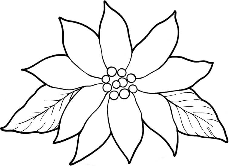 Dibujo de Poinsettia Básica para Colorear y Imprimir