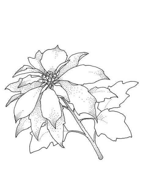 Dibujo de Poinsettia de Navidad para Colorear y Imprimir