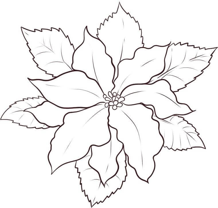 Dibujo de Poinsettia Dulce para Colorear y Imprimir