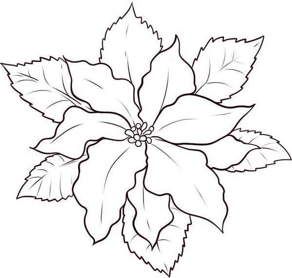 Dibujo de Poinsettia Fresca para Colorear y Imprimir