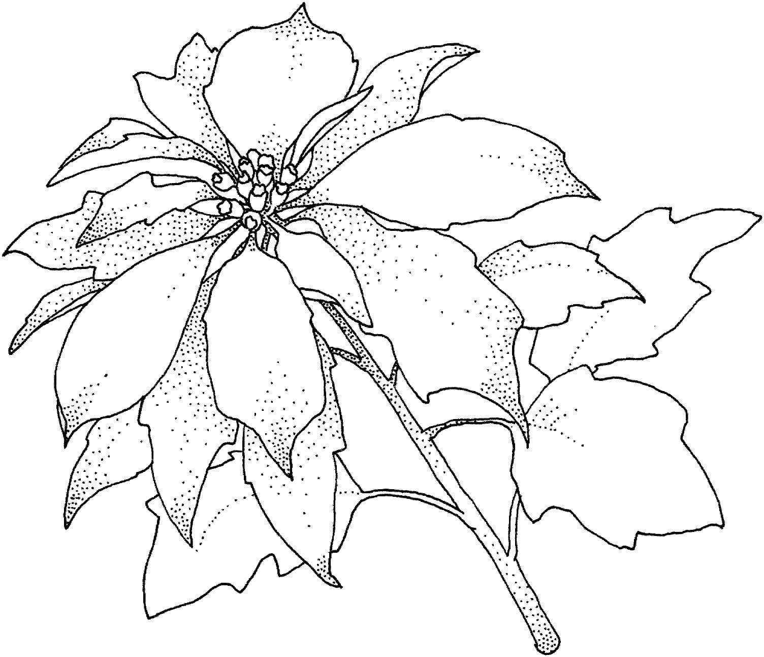 Dibujo de Poinsettia Gratis para Colorear y Imprimir