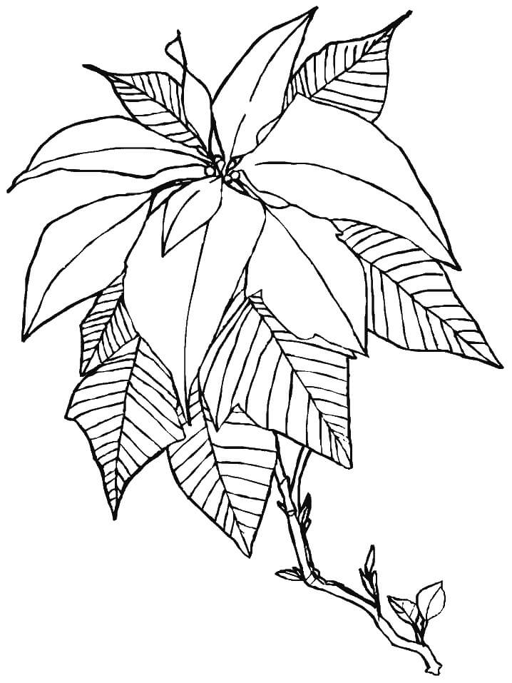 Dibujo de Poinsettia Impresionante para Colorear y Imprimir