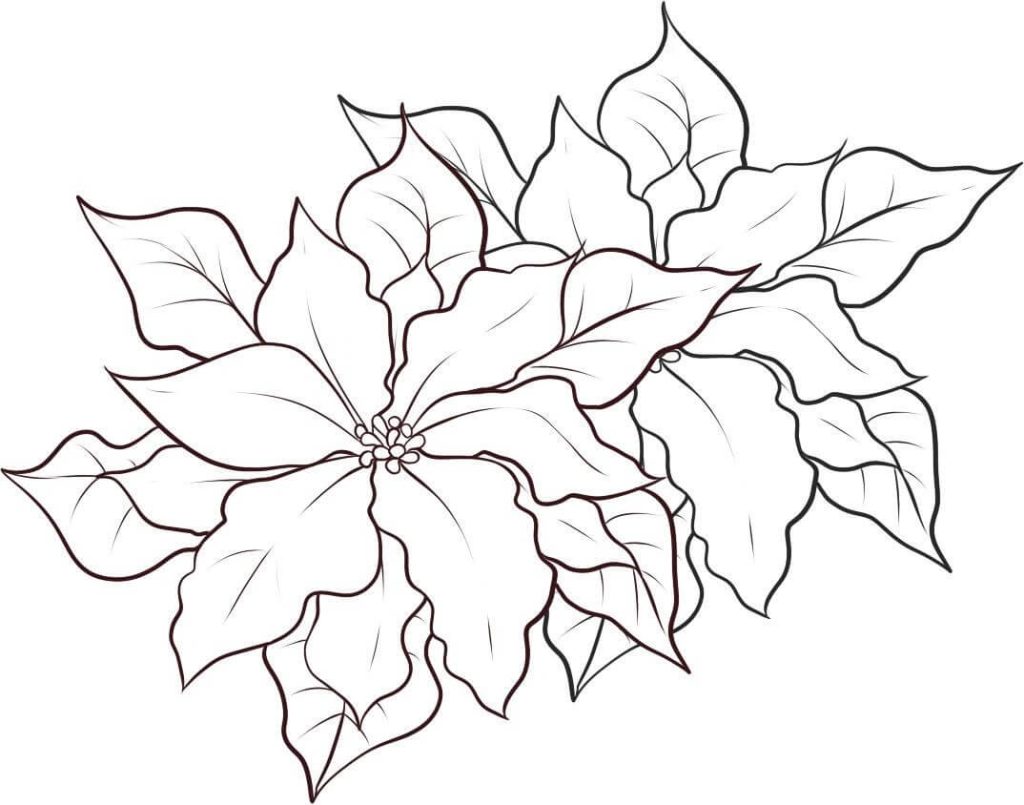 Dibujo de Poinsettia Imprimible para Colorear y Imprimir
