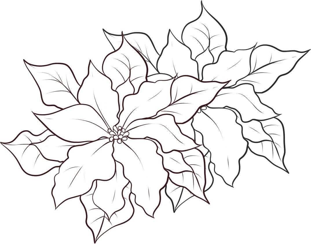Dibujo de Poinsettia Imprimible para Colorear y Imprimir