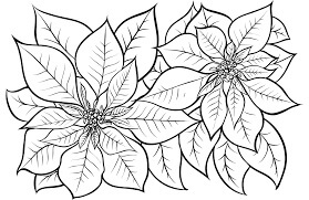 Dibujo de Poinsettia Normal para Colorear y Imprimir