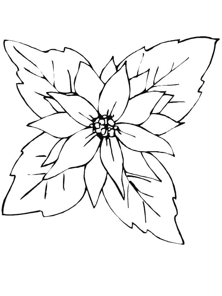 Dibujo de Poinsettia Roja para Colorear y Imprimir