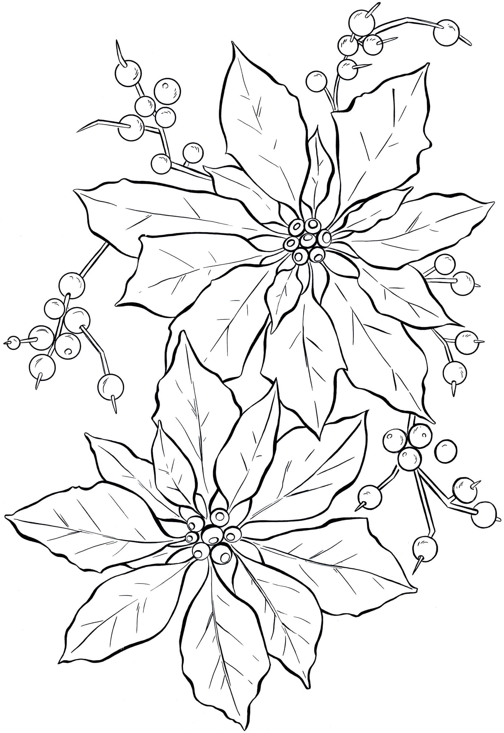 Dibujo de Poinsettia Simple para Colorear y Imprimir
