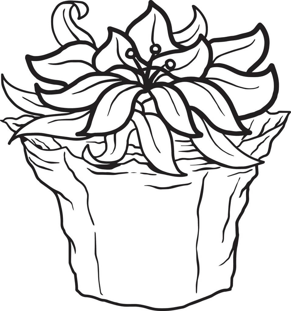 Dibujo de Pointettia Maceta para Colorear y Imprimir
