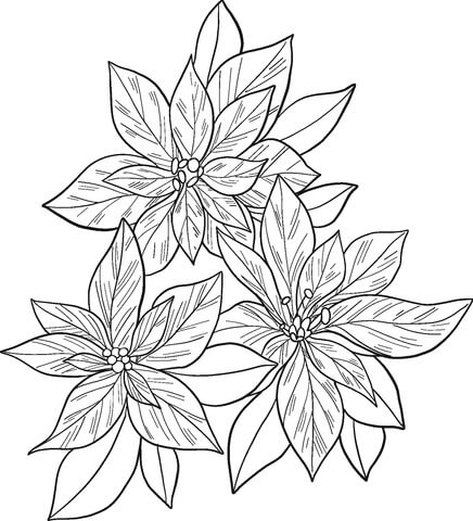 Flor de Pascua para Colorear