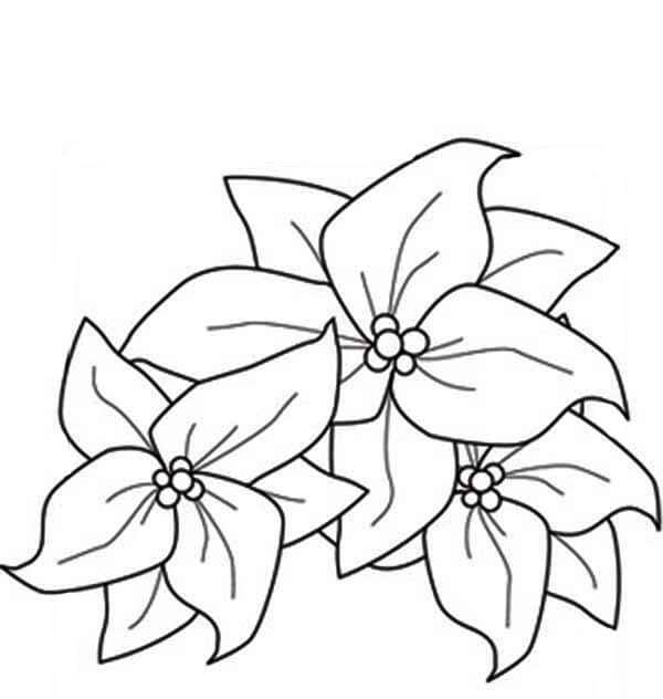 Dibujo de Tres Poinsettia para Colorear y Imprimir
