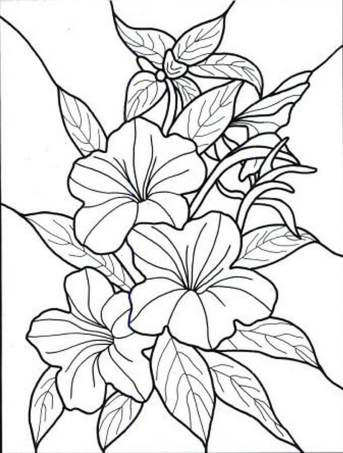 Dibujo de Flor Hawaiana para Colorear y Imprimir