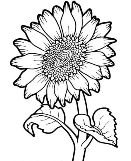 Dibujo de Girasol para Colorear y Imprimir