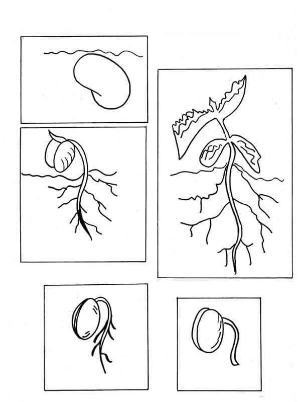 Dibujo de Cultivo de Plantas de Frijol Lima para Colorear y Imprimir