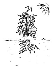 Dibujo de Frijol de Árbol Basíco para Colorear y Imprimir