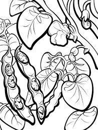 Dibujo de Frijoles de Árbol para Colorear y Imprimir