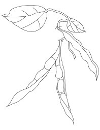 Dibujo de Frijoles Imprimibles para Colorear y Imprimir