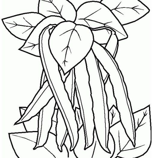 Dibujo de Frijoles y Hoja para Colorear y Imprimir