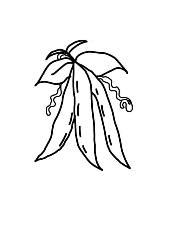 Dibujo de Judías Verdes para Colorear y Imprimir