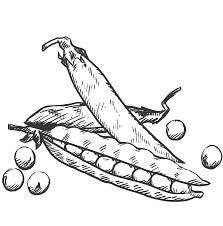 Dibujo de Mano Dibujar Frijoles para Colorear y Imprimir