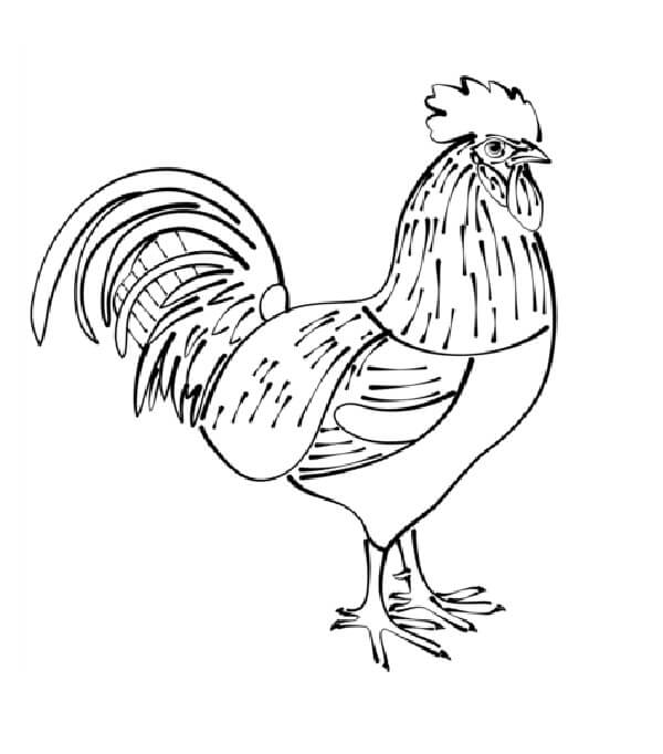 Dibujo de Buen Gallo para Colorear y Imprimir