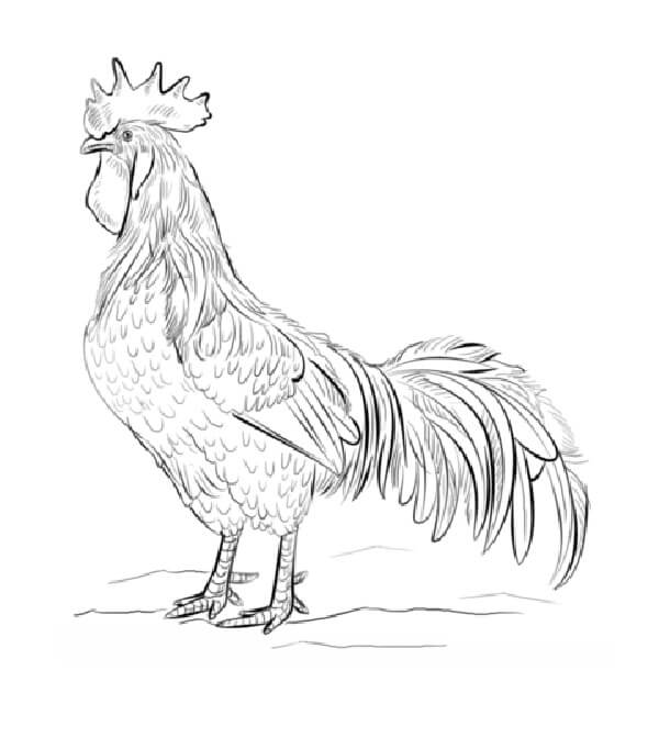 Dibujo de Gallo Livorno Marrón para Colorear y Imprimir